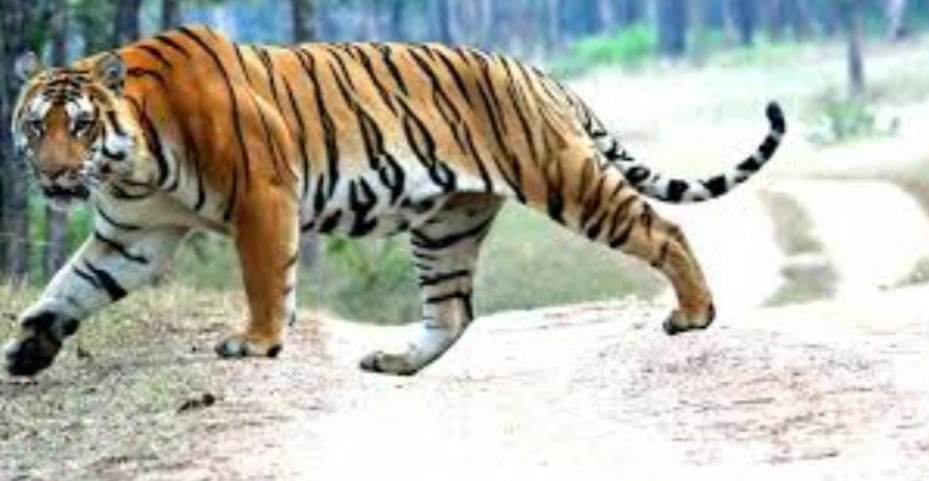 शुक्लाफाँटा राष्ट्रिय निकुञ्जमा बाघको संख्या बढे