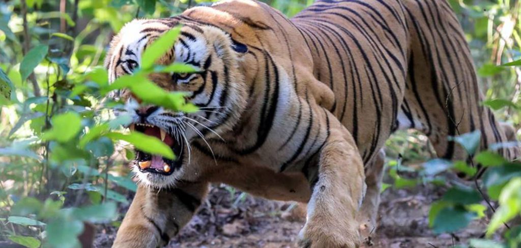 चितवनमा मान्छेको ज्यान लिएको बाघ खोरमा थुनियो