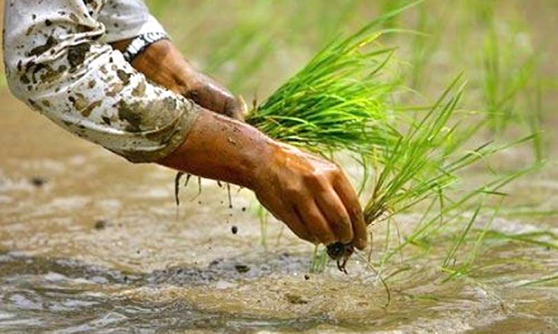 पानी नपर्दा धनुषामा धान रोपाइँ प्रभावित