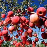 स्याउ पाक्यो, ढुवानी समस्या