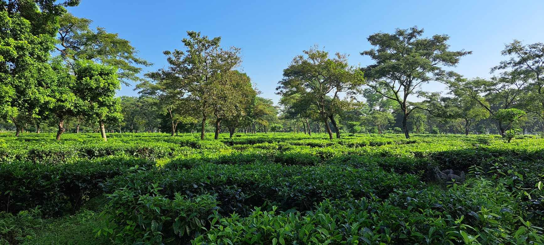 झापाबाट एघार करोडको चिया निर्यात