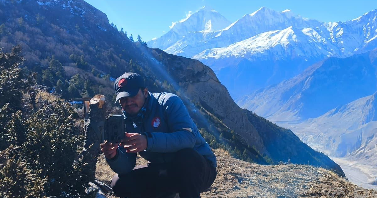 मुस्ताङमा हिउँ चितुवा अध्ययन गर्न ‘क्यामेरा ट्यापिङ’ गरिँदै