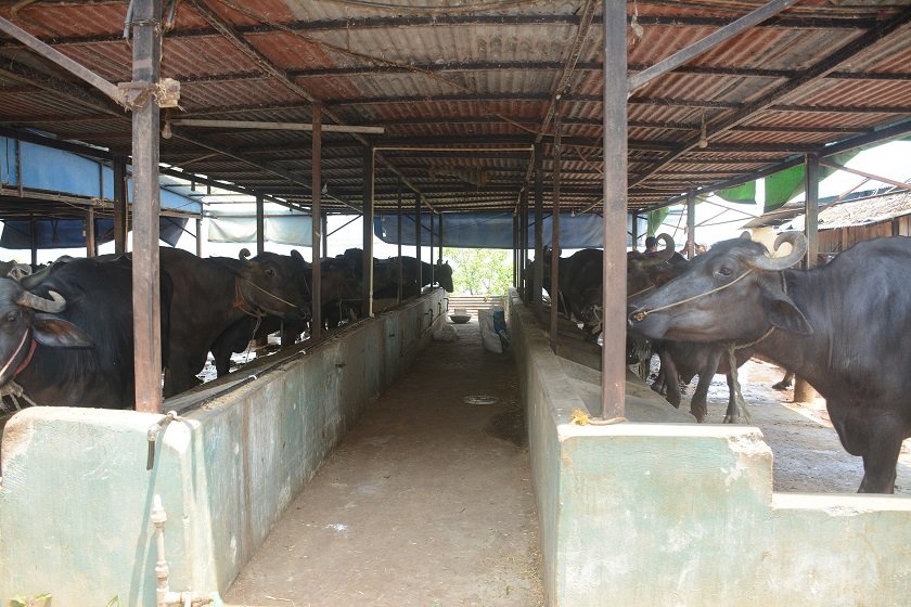 दुई पाडीबाट आचार्यले थालेको भैँसीपालन व्यावसायिकतातर्फ