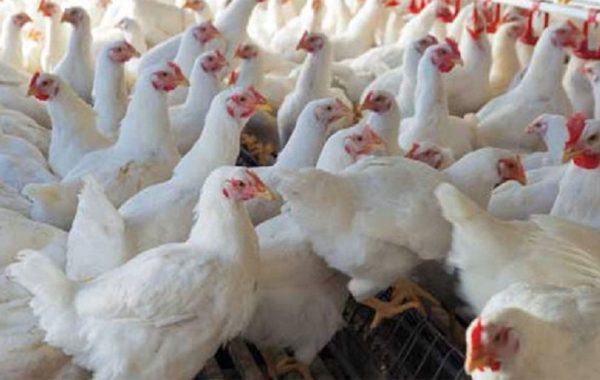 बर्डफ्लु संक्रमण भएका पन्छी बिक्री गरेमा कारबाही