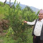 धानखेतमा कागतीखेती, नमुना किसान बने कृष्णलाल