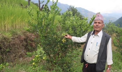 धानखेतमा कागतीखेती, नमुना किसान बने कृष्णलाल