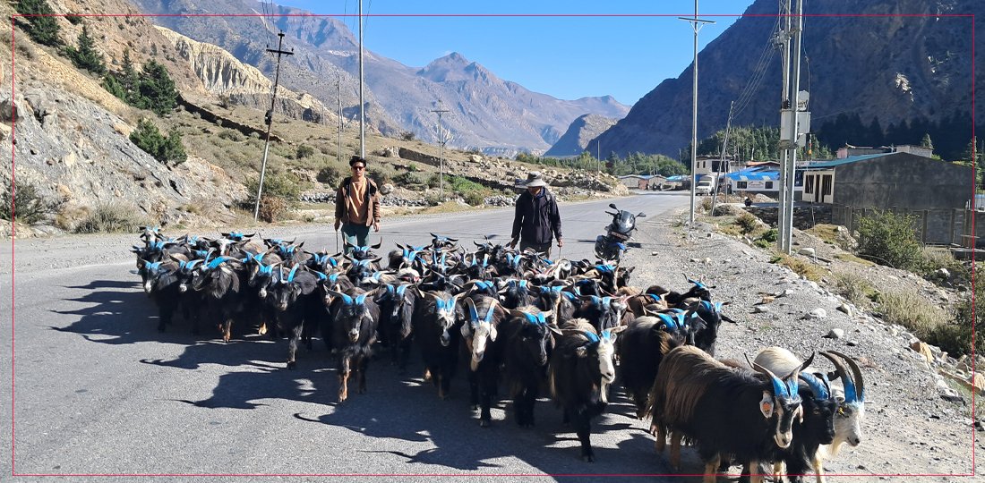 दसैँमा मुस्ताङ हुँदै ३५ करोड बराबरका भेडा च्याङ्ग्रा निकासी
